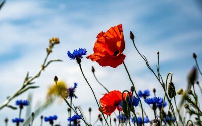 Avvikande öppettider under midsommarveckan
