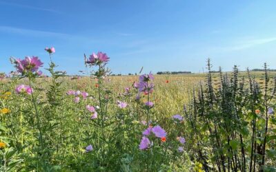 Sommarbild Malvor