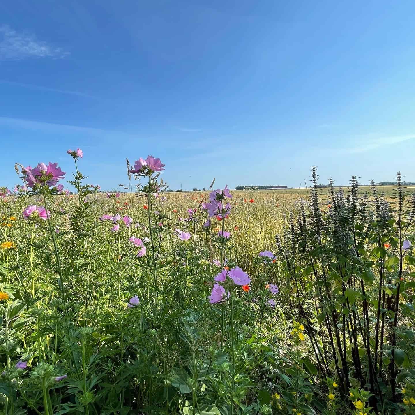 Sommarbild Malvor